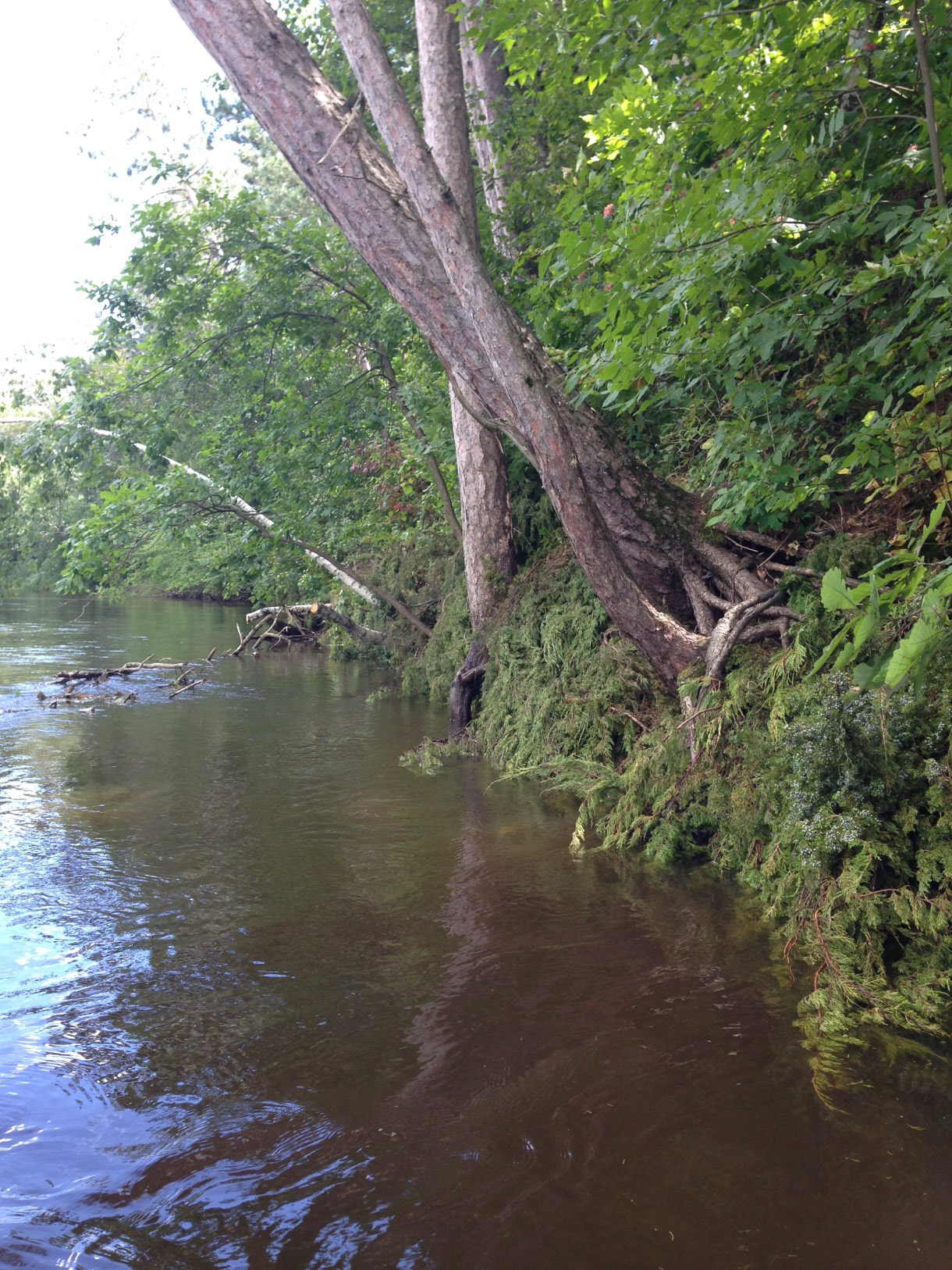 Completed project showing planted rivershore and reduced erosion.